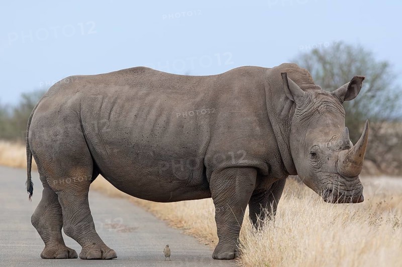 Southern white rhinoceros (Ceratotherium simum simum) with bird, adult male standing on the asphalt road, animal portrait, Kruger National Park, South Africa, Africa