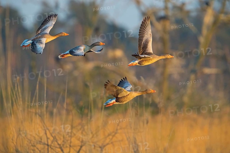 Greylag goose, Anser Anser, flight photo, side view, four birds, group, Wagbachniederung, Baden-WÂ¸rttemberg, Germany, Europe