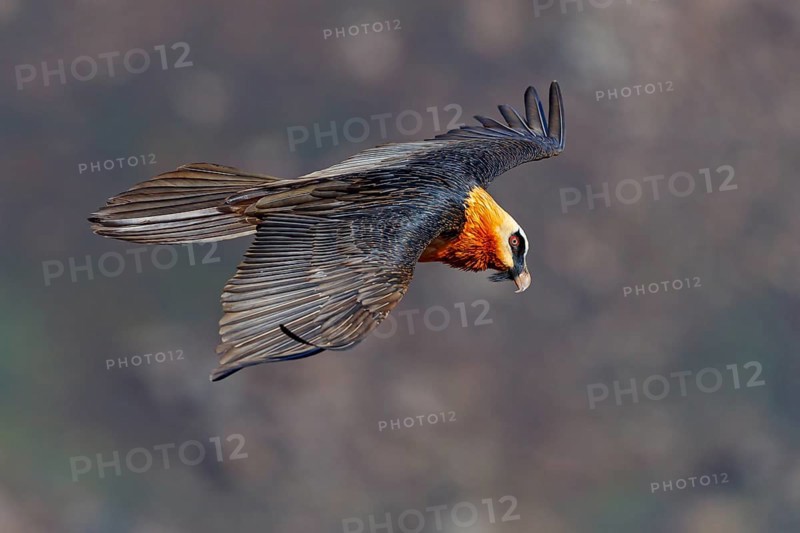 Bearded vulture, bearded vulture (Gypaetus barbatus), Gypaetus barbatus meridionalis, Giant's Castle Hide, Imbabazane Local Municipality, KwaZulu-Natal, South Africa, Africa