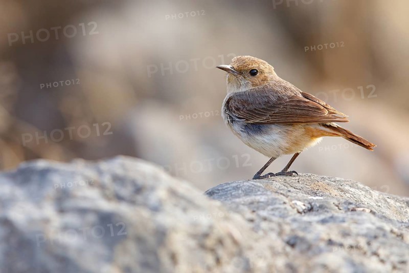 Arabian Wheatear, (Oenanthe lugentoide, Middle East, Oman, Jabal Samhan, Salalah, Dhofar, Oman, Asia