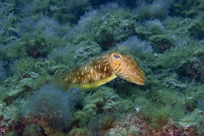 Common cuttlefish (Sepia officinalis) swimming through an underwater world with seaweed. Dive site Cueva del Tiburon, Las Galletas, Tenerife, Canary Islands, Spain, Europe