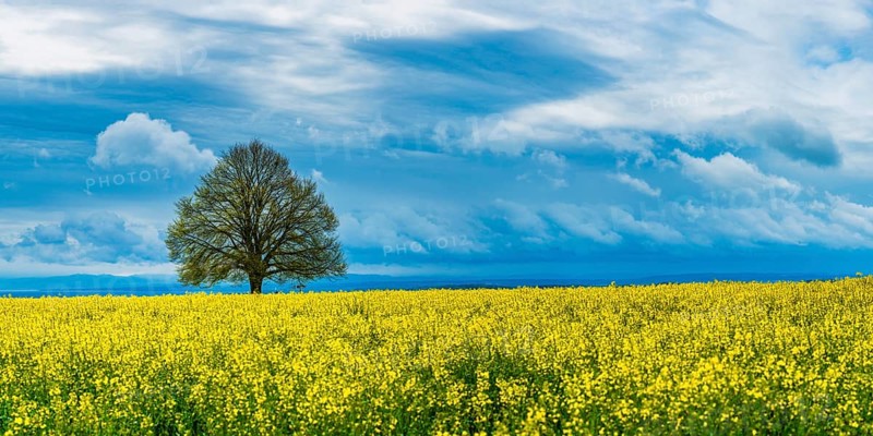 Lime tree (Tilia) on the Hödinger Berg, Hödingen, Lake Constance district, Upper Swabia, Baden-Württemberg, Germany, Europe