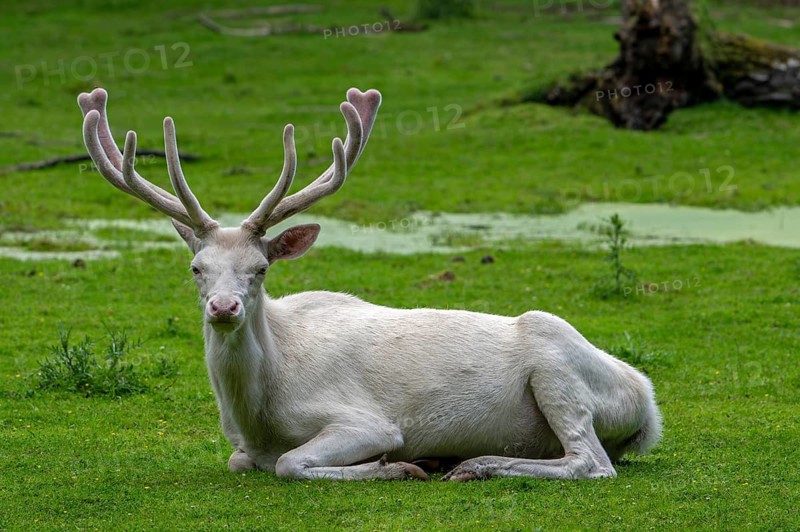 Leucistic red deer (Cervus elaphus) stag, white morph at forest edge with antlers covered in velvet in late spring