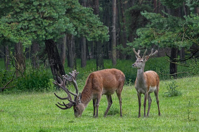 Red deer (Cervus elaphus) stag and young male at forest edge with antlers covered in velvet in late spring