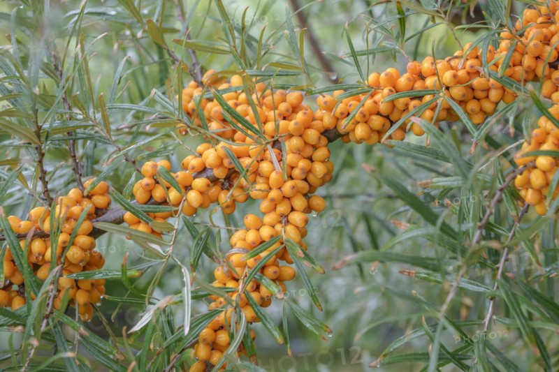 Sea buckthorn (Hippophae rhamnoides ORANGE ENERGY), Höhere Bundeslehr- und Forschungsanstalt für Gartenbau, Vienna, Vienna, Austria, Europe