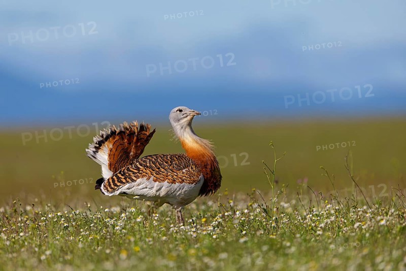 Great bustard (Otis tarda), Outarde barbue, Avutarda Comun, Spain, Toledo, Hides De Calera / Great Bustard, Calera Y Chozas, Castilla La Mancha / Toledo, Spain, Europe