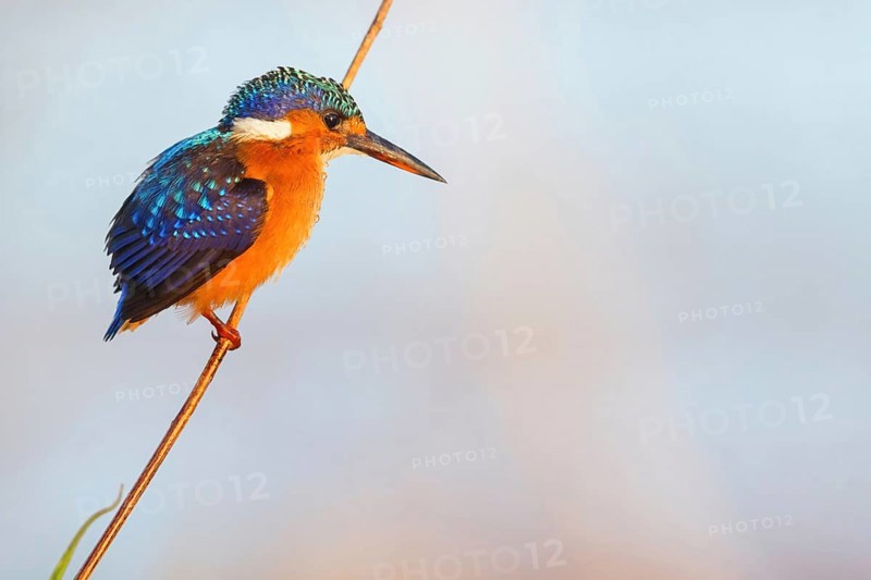 Crested Kingfisher, Corythohrnis cristatus, (Alcedo cristata), Kingfisher family, Malachite Kingfisher, Janjabureh boat trip, Janjabureh, South Bank, Gambia, Africa