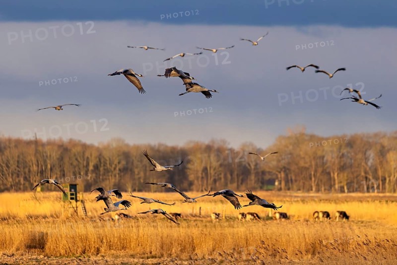 Eine Schar fliegender Vögel über einem Feld bei Sonnenuntergang, die eine ruhige, freie AtmosphÃ¤re vermitteln, Kraniche auf dem DarÃŸ