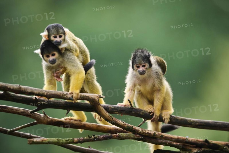 Common squirrel monkey (Saimiri sciureus) mother with her youngster, captive, distribution South America