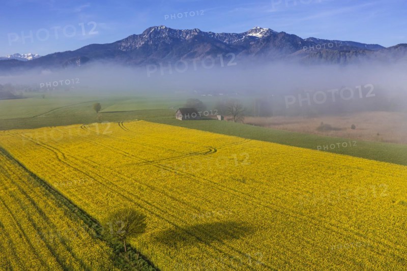 Aerial view of a rape field in front of mountains in spring, midday light, fog, view of Herzogstand and Heimgarten, Alpine foothills, Bavaria, Germany, Europe