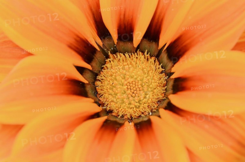 Gazania or Mittagsgold 'Kiss Orange' (Gazania hybride), flower detail, ornamental plant, North Rhine-Westphalia, Germany, Europe