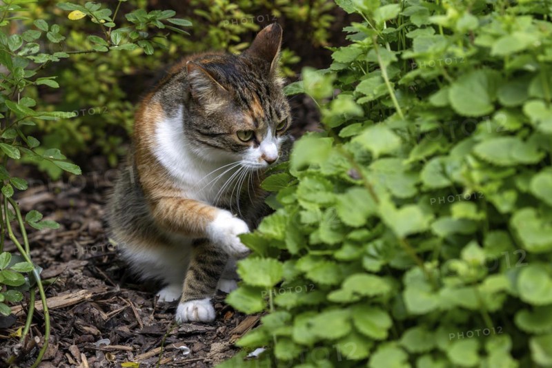 Cat, European shorthair, felidae (Felis catus), tricoloured, sniffing a plant, Baden-Württemberg, Germany, Europe