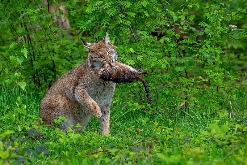 Hunting Eurasian lynx (Lynx lynx) juvenile with caught muskrat (Ondatra zibethicus) prey in its jaws