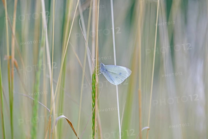 Butterfly, butterfly, white butterfly (Pieridae), hanging on a blade of sweet grass, North Rhine-Westphalia, Germany, Europe