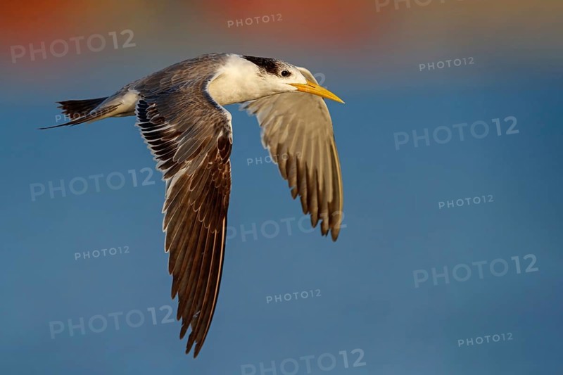 Caspian Tern, flight photo, (Thalasseus bergii), East Khawr / Khawr Ad Dahariz, Salalah, Dhofar, Oman, Asia
