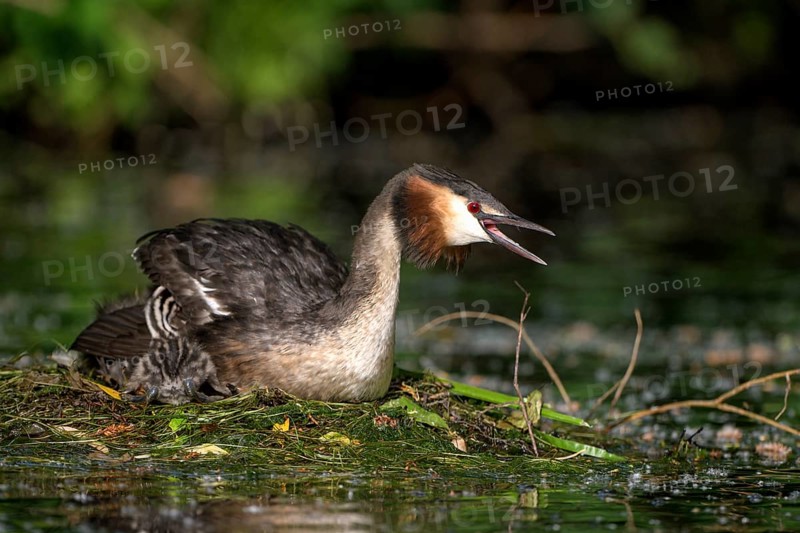 Great Crested Grebe (Podiceps cristatus), adult bird and chicks at the nest, adult bird in threatening posture, Krickenbecker Seen, North Rhine-Westphalia, Germany, Europe