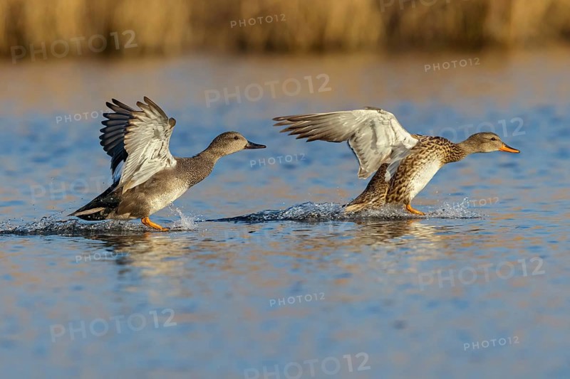 Gadwall, (Anas strepera), Mareca strepera, Wagbachniederung, Baden-Württemberg, Federal Republic of Germany