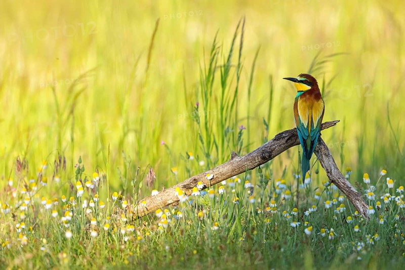 Bee-eater, (Merops apiaster), perch, meadow with wildflowers, Tiszaalpar, Kiskunsagi National Park, Bacs-Kiskun, Hungary, Europe