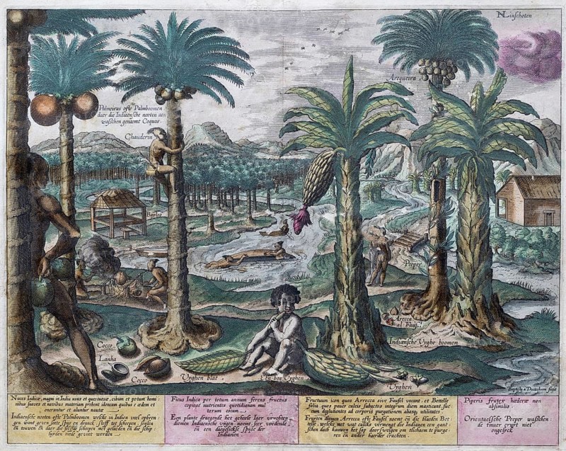 Exotic fruits and plants, including banana and coconut palm, hand-coloured copperplate engraving by B. van Doetecum, from Itinerario by Huygen van Linschoten, 1596