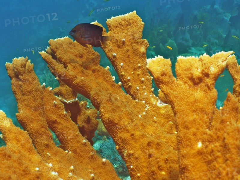 Close-up of elkhorn coral (Acropora palmata), dive site John Pennekamp Coral Reef State Park, Key Largo, Florida Keys, Florida, USA, North America