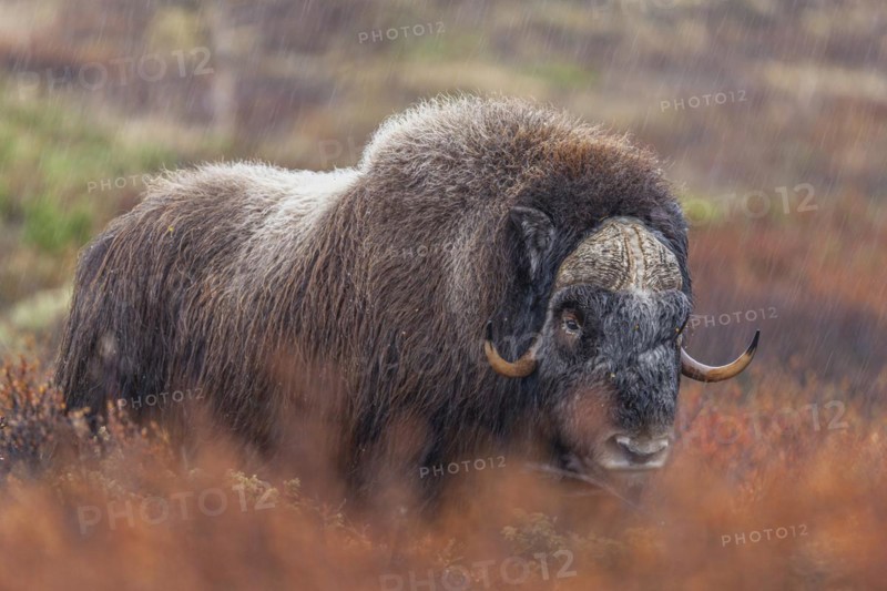 Musk ox (Ovibos moschatus), standing, frontal, in the rain, autumn tundra, mountains, Dovrefjell National Park, Norway, Europe
