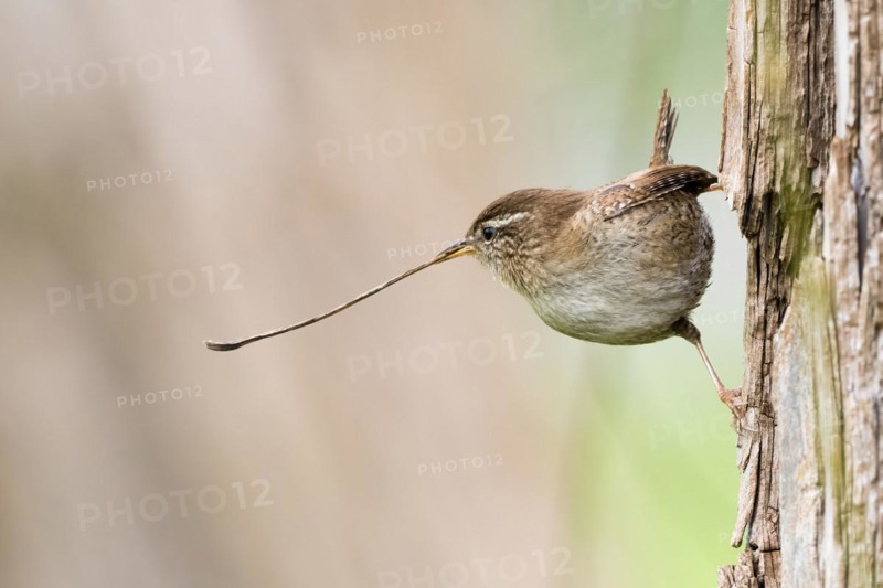 Eurasian wren (Troglodytes troglodytes) with a long blade of grass in its beak on a tree trunk, Hesse, Germany, Europe