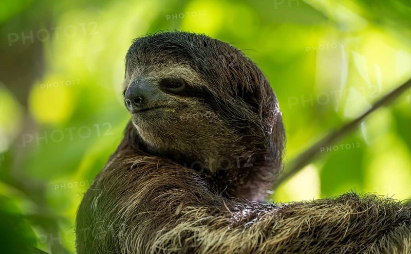 Brown-throated sloth (Bradypus variegatus) in a tree, Cahuita National Park, Costa Rica, Central America