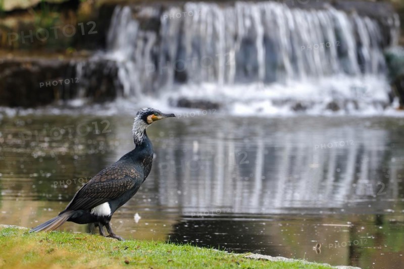Great cormorant (Phalacrocorax carbo) in splendid plumage in front of a gentle waterfall in a meadow, has a calming effect, Hesse, Germany, Europe