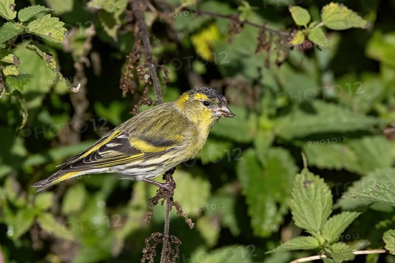 Eurasian siskin (Spinus spinus), eats nettle seeds, Austria, Upper Austria, Europe