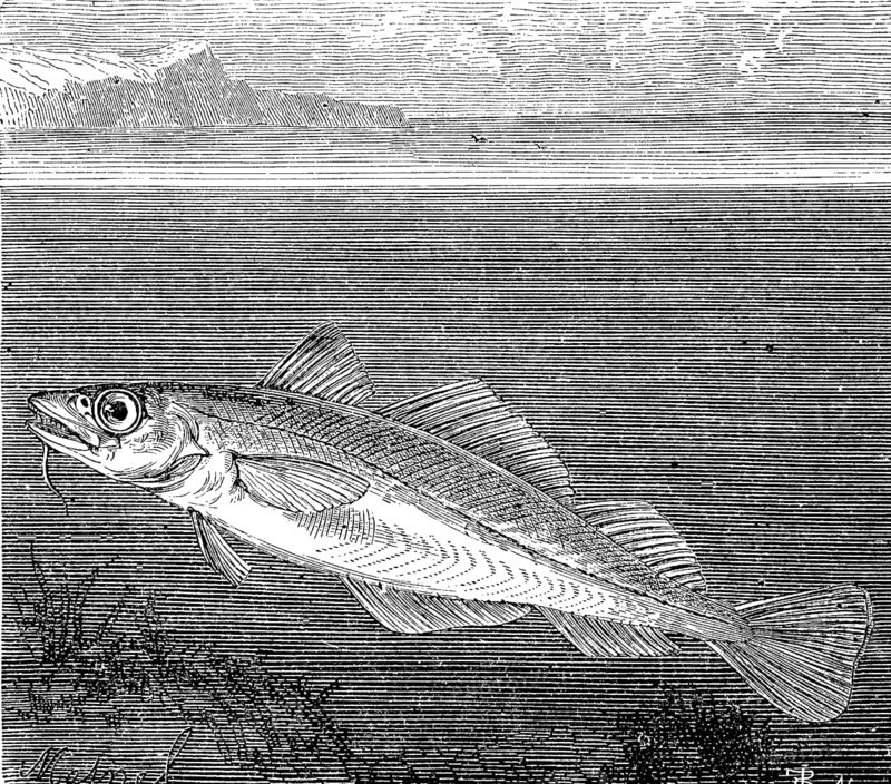Atlantic cod or codfish, Gadus morhua, in an illustration from 1870, Historical, digital reproduction of an original from the 19th century