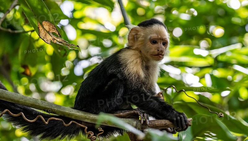 White-headed capuchin (Cebus imitator) in a tree, Cahuita National Park, Costa Rica, Central America