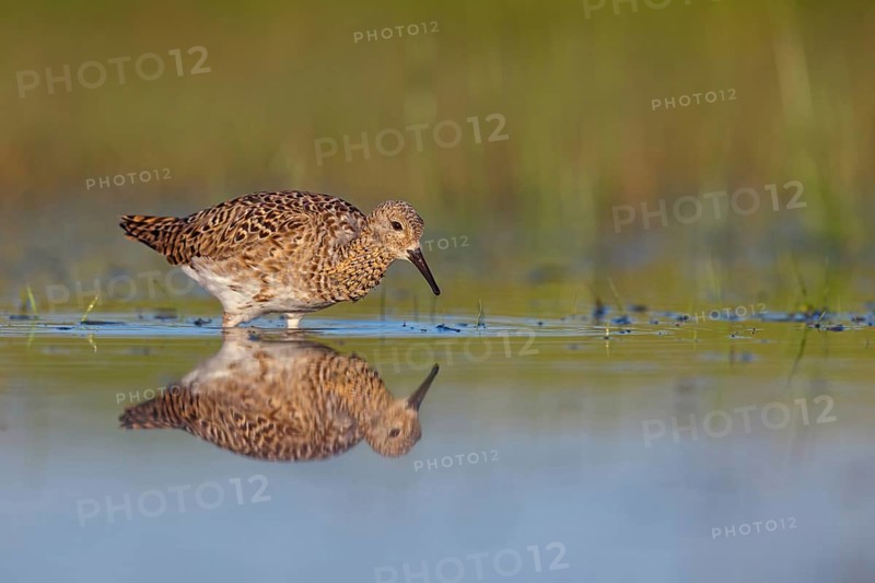 Ruff (Philomachus pugnax), female, Narew, Bialystok, Podlasie, Poland, Europe