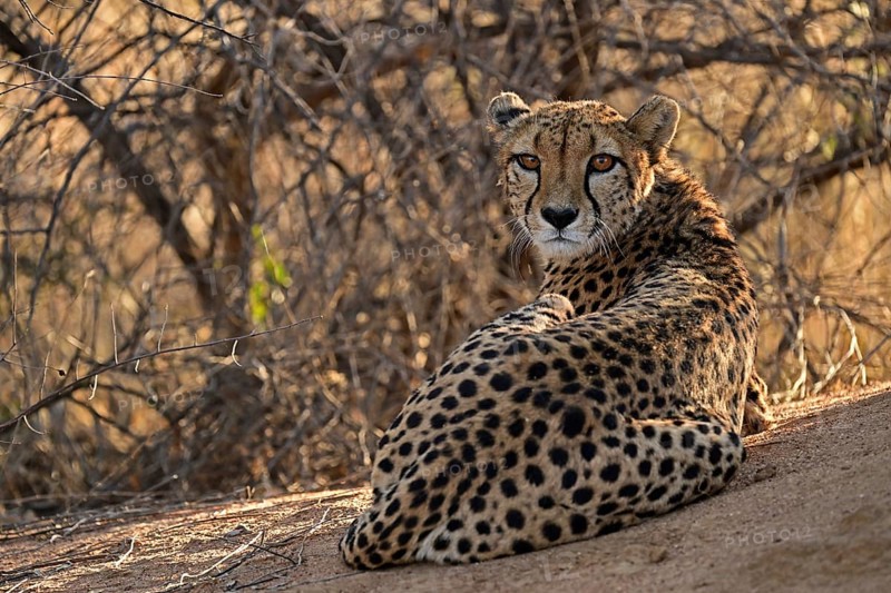Cheetah (Acinonyx Jubatus) lying next to a termite mound and looking back at the camera, Okonjima Game Farm, Namibia, Africa