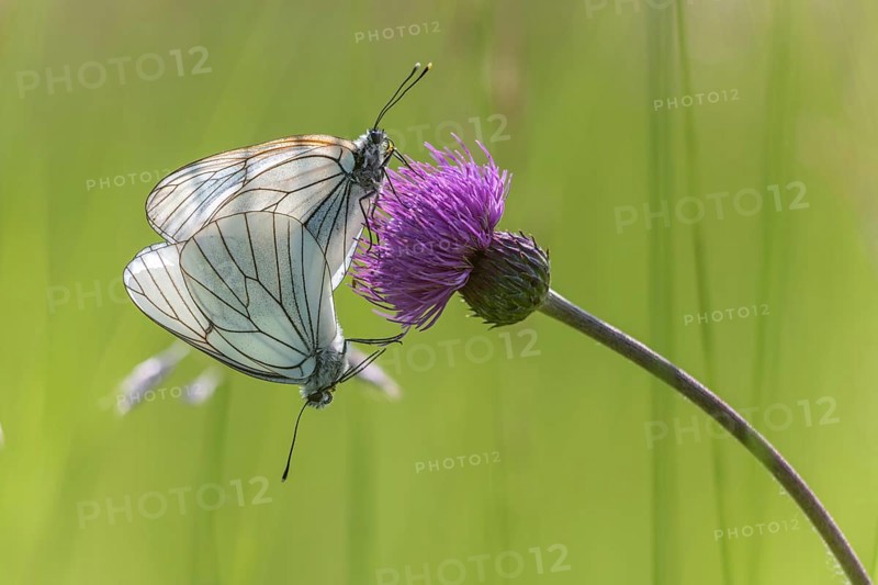 Black-Veined White butterflies (Aporia crataegi) mating in a natural meadow in spring. Bas Rhin, Alsace, France, Europe