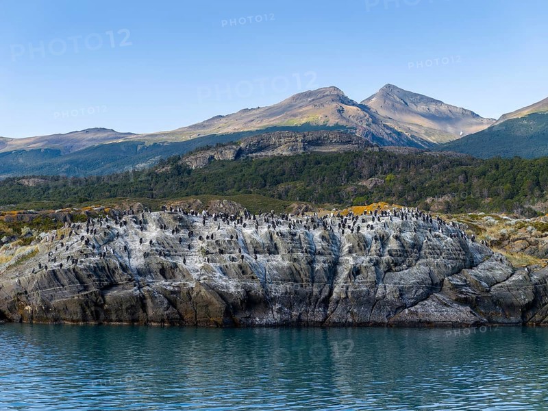 Cormorants (Leucocarbo atriceps) Blue-eyed Cormorant colony on rocks by the water, Patagonia, Chile, South America