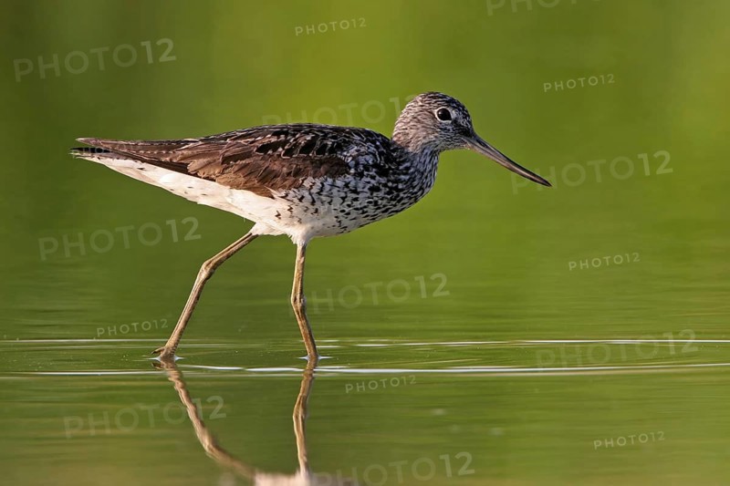 Common greenshank (Tringa nebularia) Chevalier aboyeur, Archibebe Claro, Offstein sewage ponds, Rhineland-Palatinate, Germany, Europe
