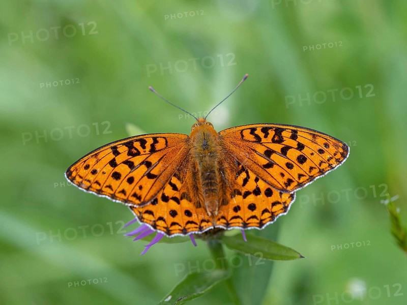 High brown fritillary (Argynnis adippe), High brown fritillary, butterfly, insect, Black Forest, Feldberg region, Baden-Württemberg, Germany, Europe