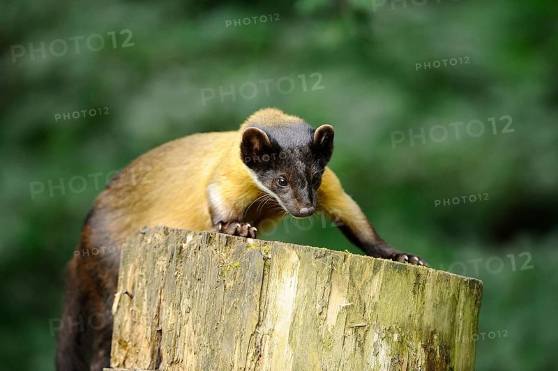 Yellow-throated marten (Martes flavigula) in a forest, captive