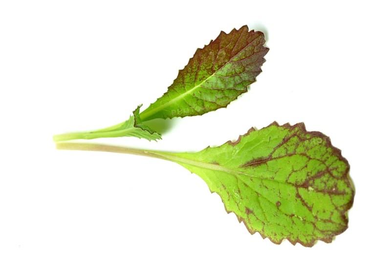 Salat, Gemüse, Rohkoste, Rote Senfsprossen, Brassica juncea / Senfgras, Blattsenf, Indischer Senf, Gemüse, Salat, Rohkost, Brassica juncea, Senape indiana