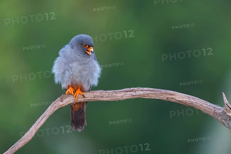 Red-footed Falcon, (Falco vespertinu), perching station, falcon family, Tower Hide, Tiszaalpar, Kiskunsagi National Park, Bacs-Kiskun, Hungary, Europe