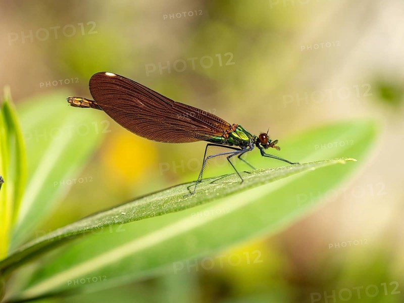 Dragonfly, Dragonfly, Dragonfly, Greece, Lesbos Island, (Crocothemis erythraea), Lesbos, Lesbos Island, Greece, Europe