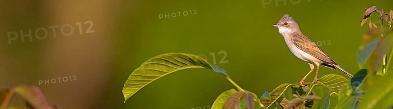 Common whitethroat (Sylvia communis), Fauvette grisette, Curruca Zarcera, Songbird, Shrub Wren, Hockenheim, Baden-Württemberg, Germany, Europe