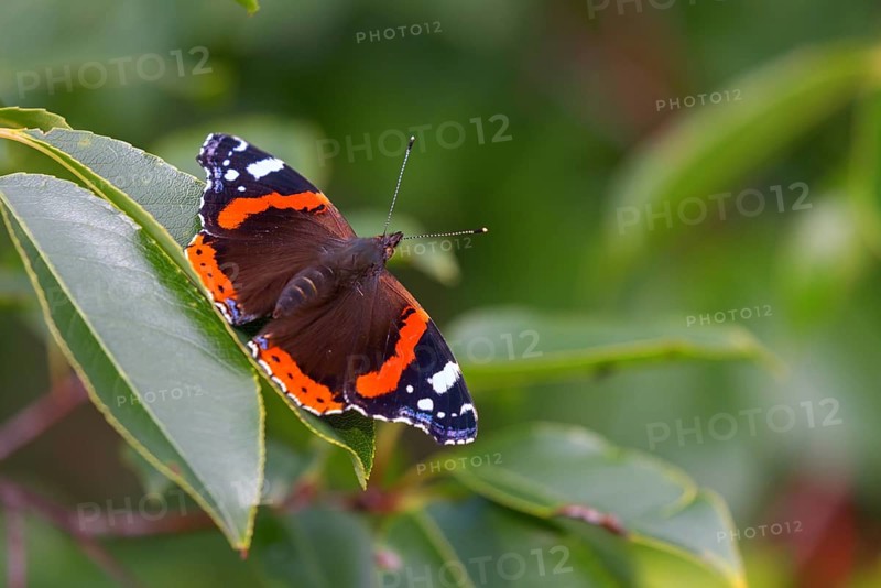 Red admiral (Vanessa atalanta), Pyrameis atalanta, butterfly, butterfly, insect, insects, (Aglais io), Amrum, North Frisia, Schleswig-Holstein, Federal Republic of Germany