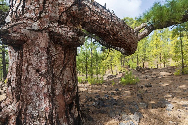 Canary Island pine (Pinus canariensis) Arena Negras, Teide National Park, Tenerife, Canary Islands, Spain, Europe