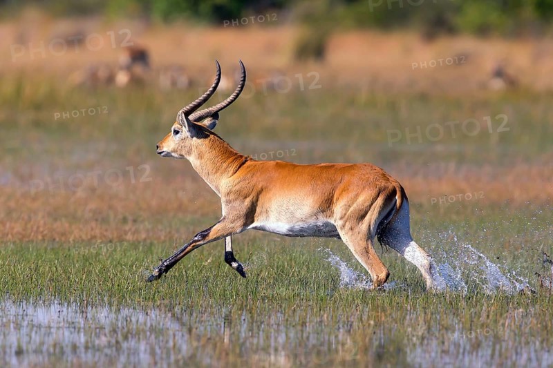 Red hartebeest, Africa, Botswana, (Kobus leche), Okovango Delta, Africa
