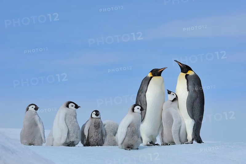 Emperor penguins (Aptenodytes forsteri), pair with chicks, Snow Hill Island, Antarctic Peninsula, Antarctica