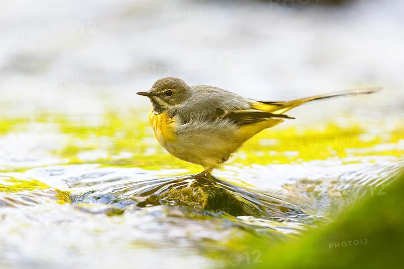 Grey wagtail (Motacilla cinerea), Bergeronnette des ruisseaux, Lavandera Cascadena, mountain wagtail, songbird species, waters, water, river, Slovenska Bistrica area, Slovenska Bistrica, Podravska, Slovenia, Europe