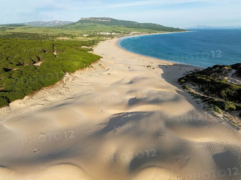 The famous dune of Bolonia at the sandy coastline of the Atlantic Ocean and framed by forests of Stone pines (Pinus pinea) . Aerial view. Drone shot. Cadiz province, Andalusia, Spain, Europe