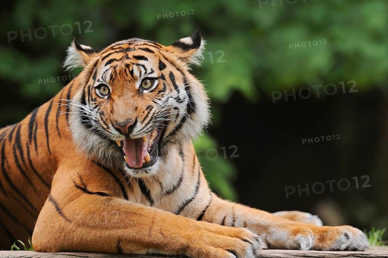 Sumatran tiger (Panthera tigris sumatrae), male snarling, captive, occurring on Sumatra, Indonesia, Asia