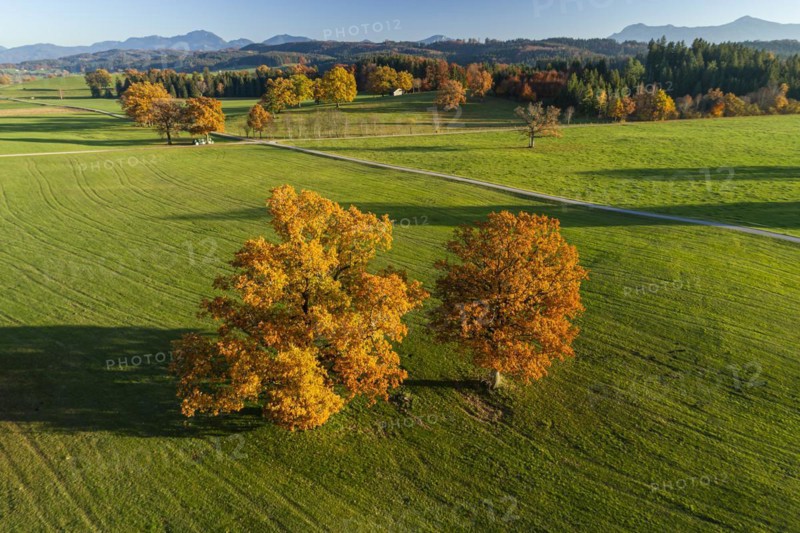 Aerial view of a meadow with trees, oaks, autumn, view of Benediktenwand, Alpine foothills, Bavaria, Germany, Europe